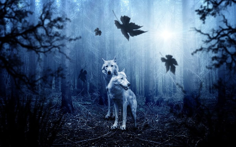Mystery Forest