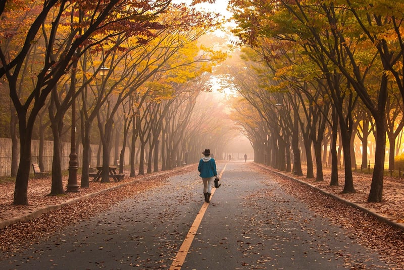 Misty Forest